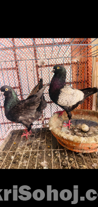 pigeon kobutor